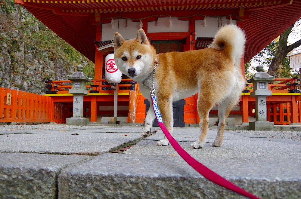 “SHO-CHAN Run 2025:香港跑者的速度盛宴”
