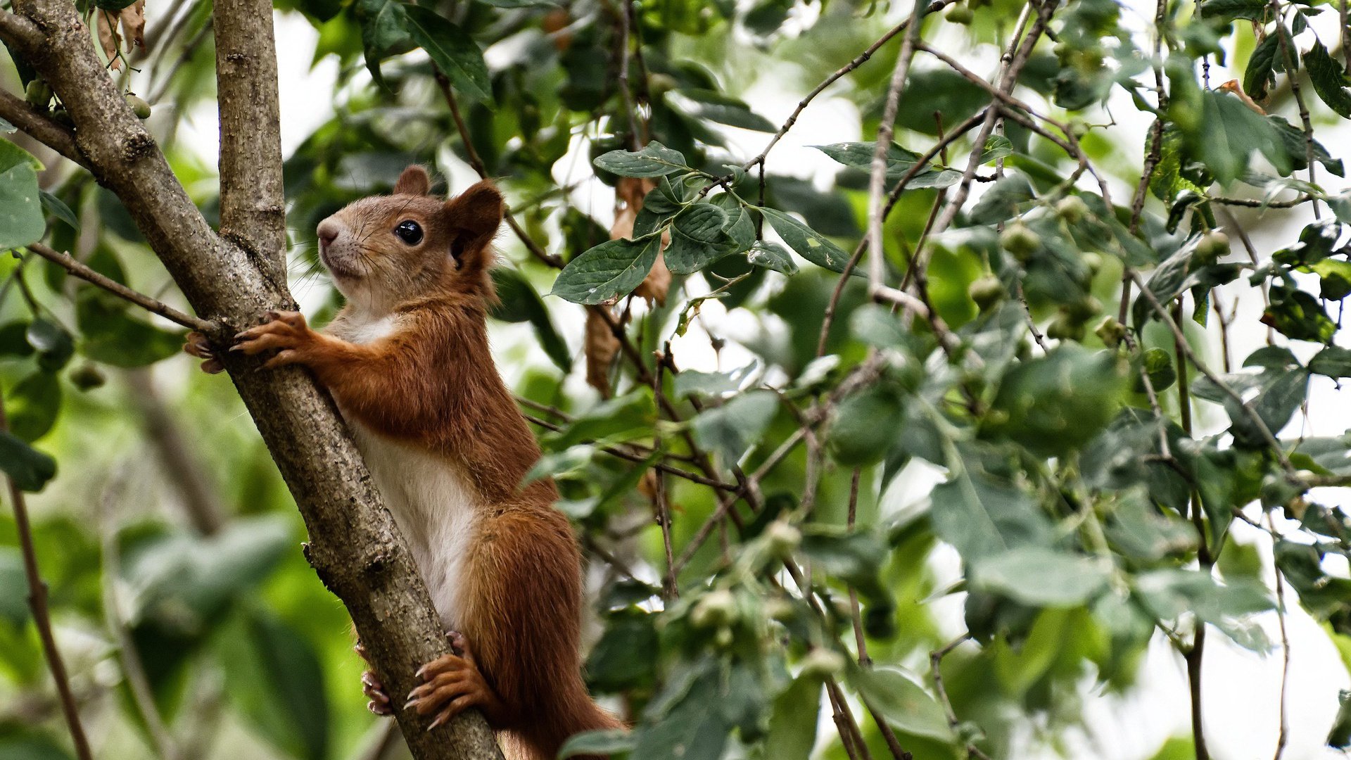 Milan Sports-“高新体育中心羽毛球：速度与精准的完美碰撞”
