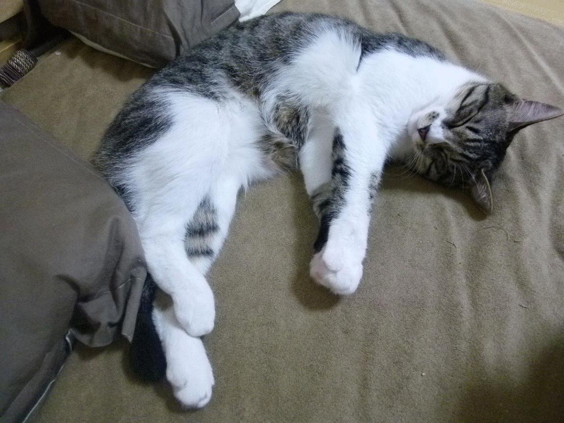 AC米兰-中国三人女篮连续三站夺冠 世界排名稳步上升，中国女子三人篮球世界杯夺冠