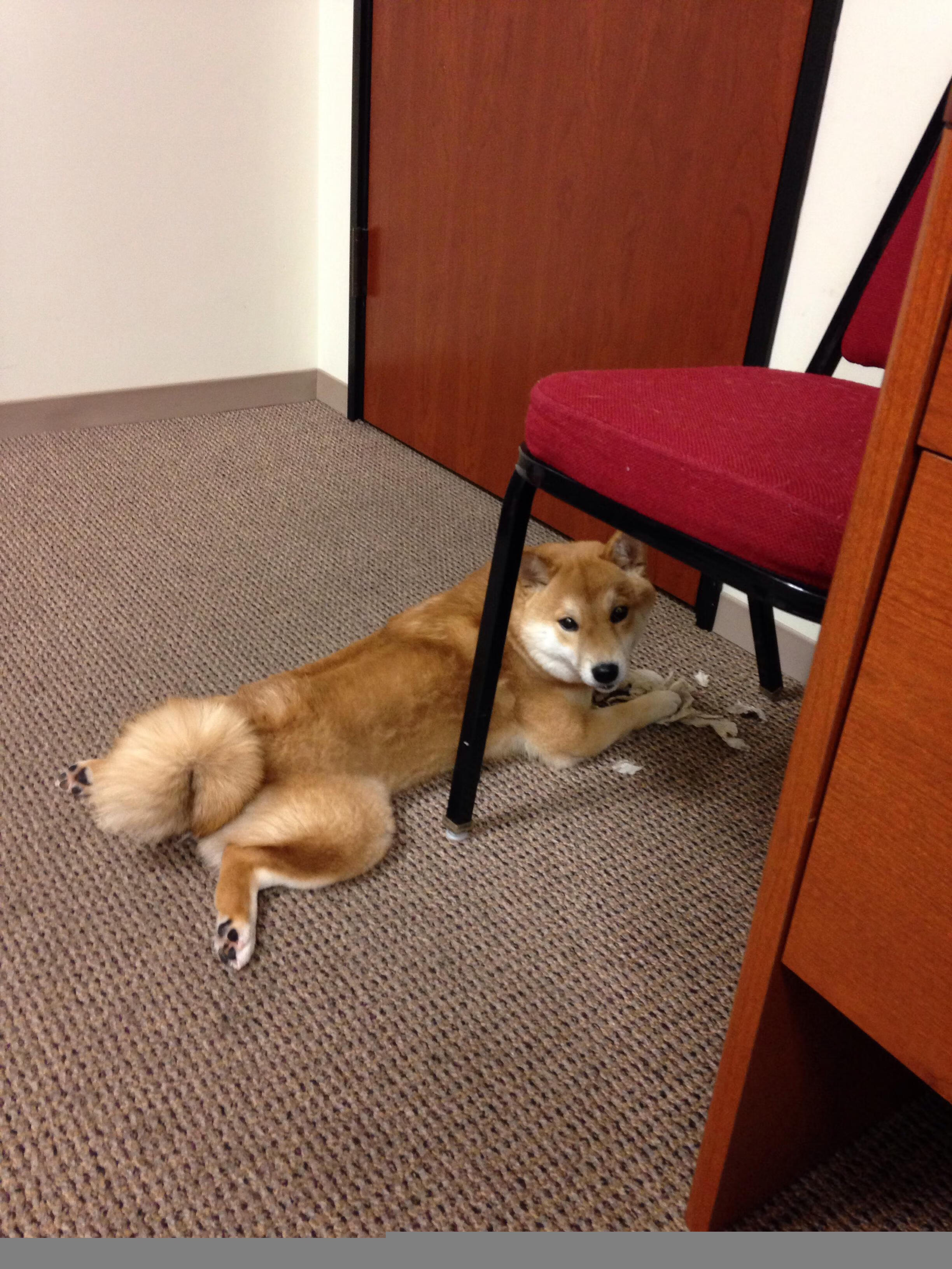 米兰体育APP-体育医疗保障体系更加完善，医疗保健体育的分类方法有很多一般我们将其分为三类