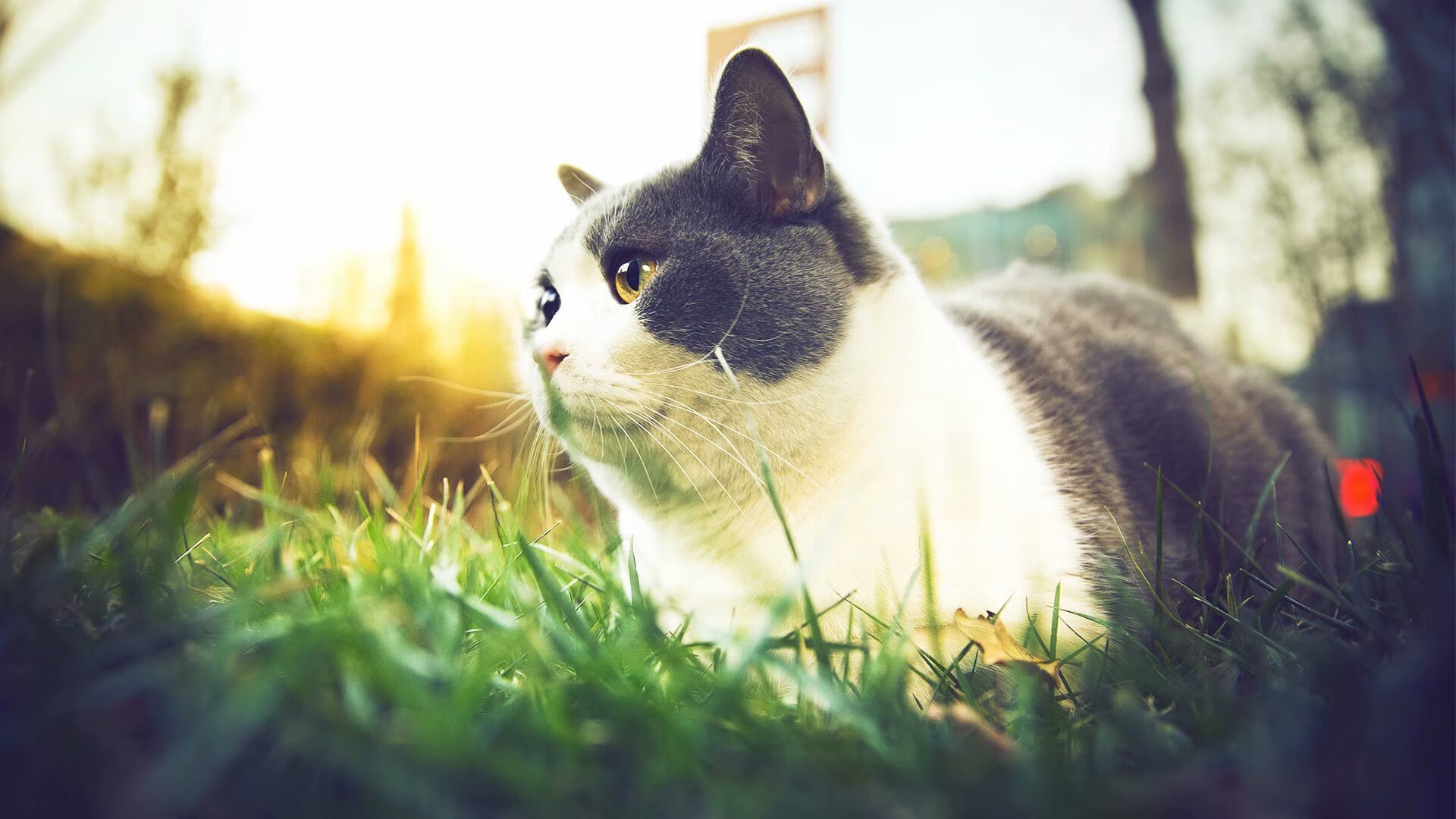 Milan Sports-国际乒联混合团体世界杯赛制变化解析：德国队战术调整，世界杯乒乓球团体赛对阵规则