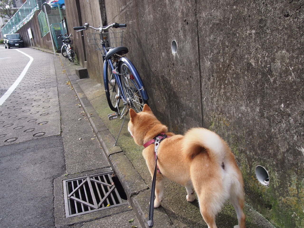 王者荣耀选手直播时泄露战术战队紧急处理,王者荣耀选手直播时泄露战术战队紧急处理的信息
