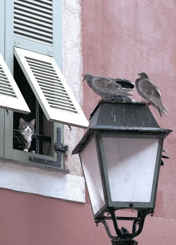 美国队战术成熟 配合堪称模板,美国队怎么样