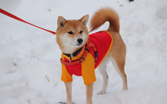 门将出击时机把握是否成为破局定位球战术关键,门将进攻
