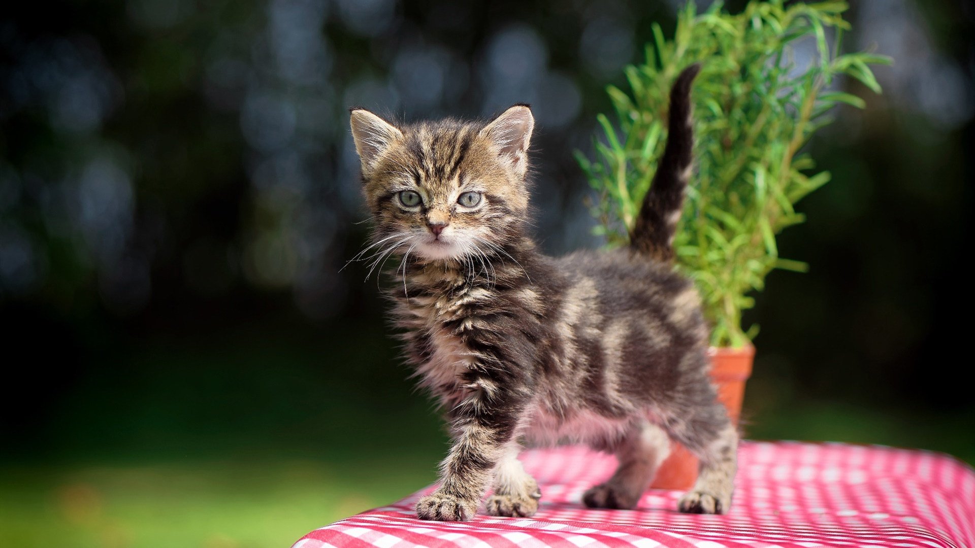 乌拉圭女篮在南美锦标赛中表现出色,梦想奥运赛场,乌拉圭篮球比赛