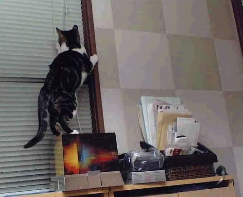 尼克斯宣布主力缺阵备战下一场硬仗,尼克斯近期比赛