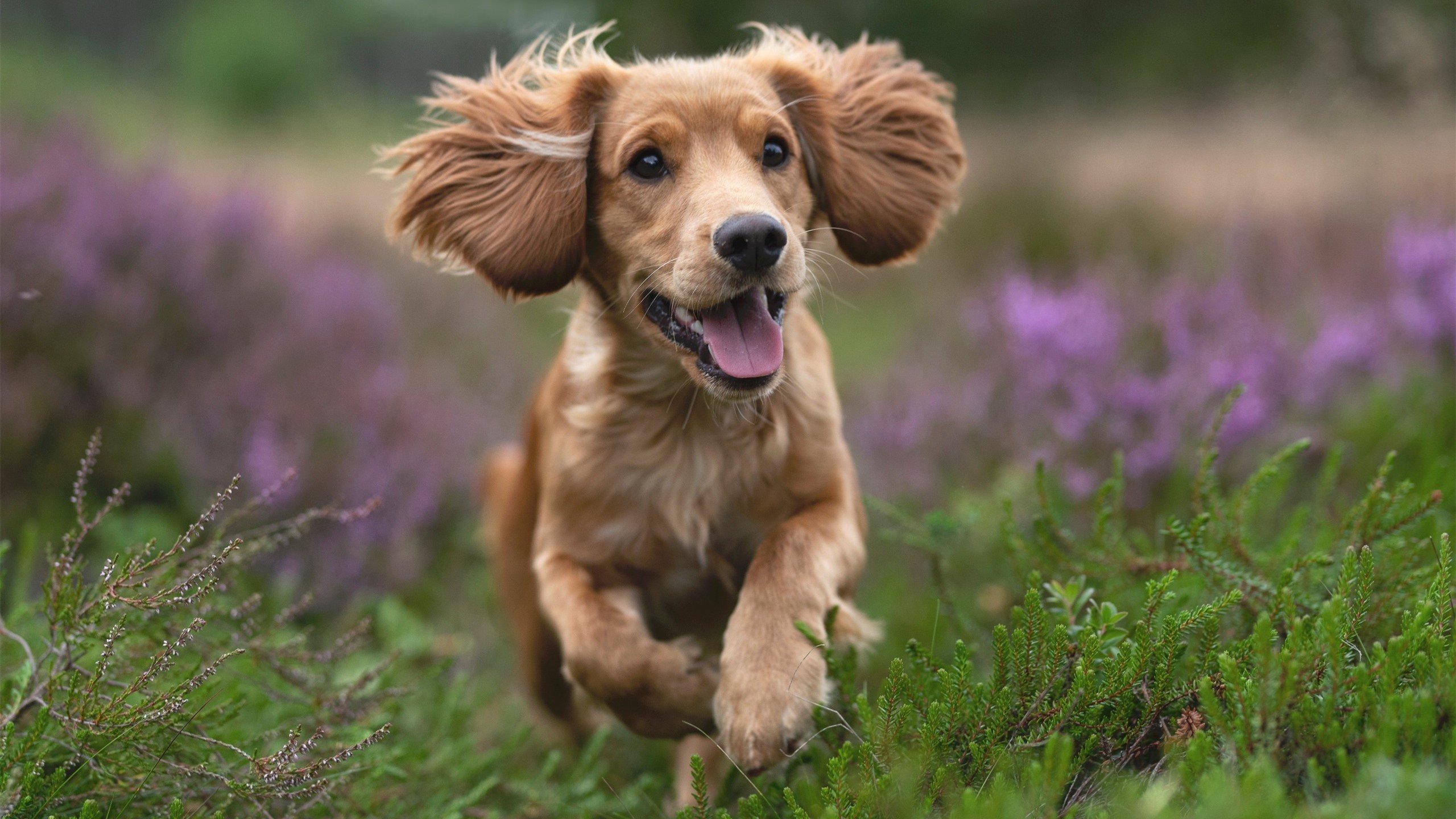 德甲攻防平衡:节奏快、变化多,场场精彩,德甲强度