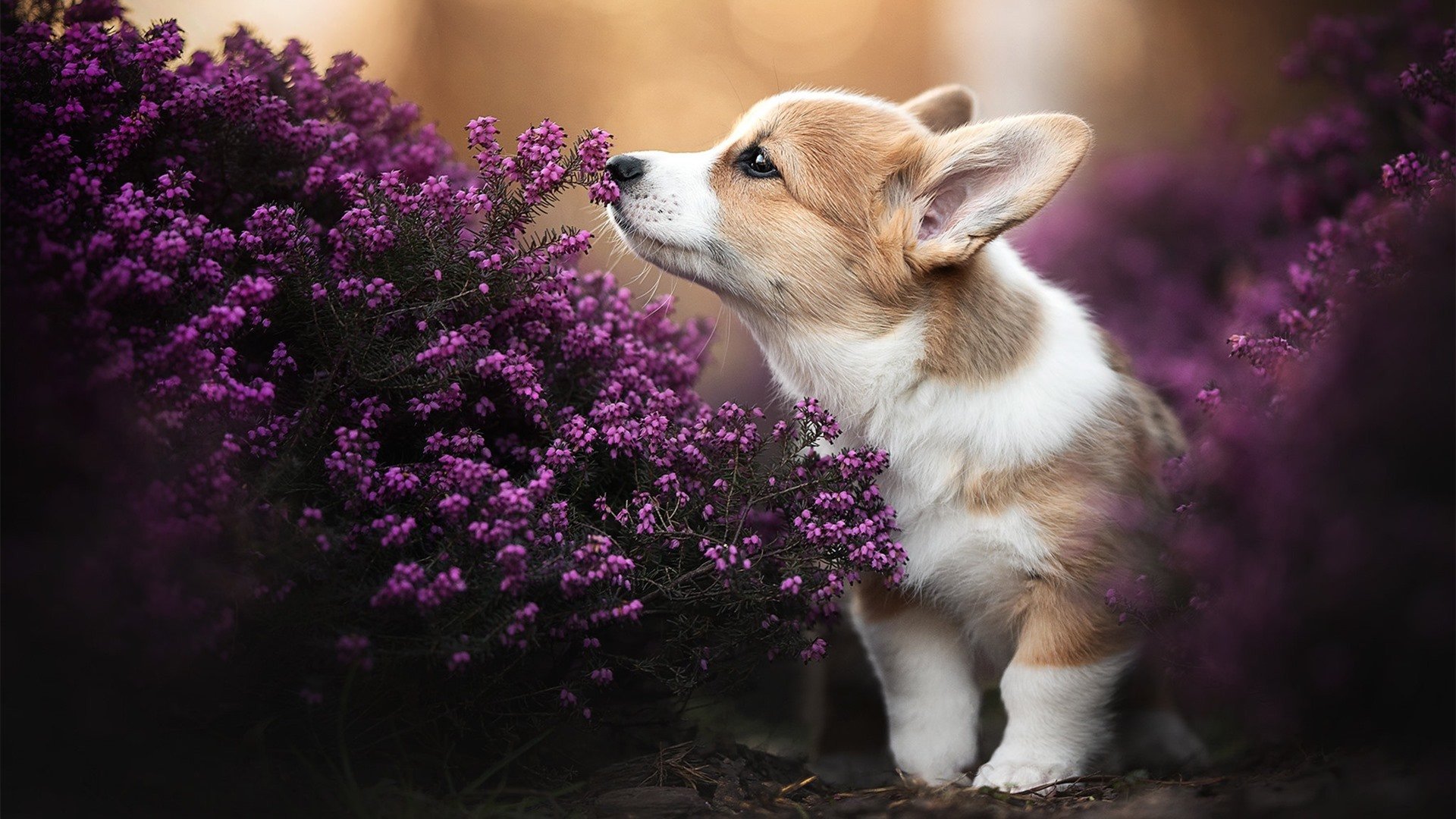 德甲荣耀之战:速度、力量、智慧全面爆发!,德甲共荣