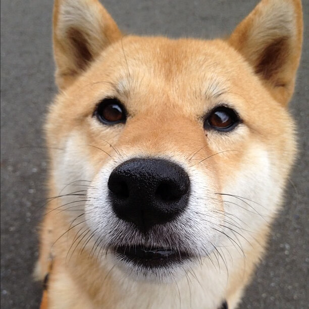 米兰登录入口-格鲁吉亚女篮在欧洲大赛中奋勇前行，迎接国际舞台新挑战，格鲁吉亚杯篮球