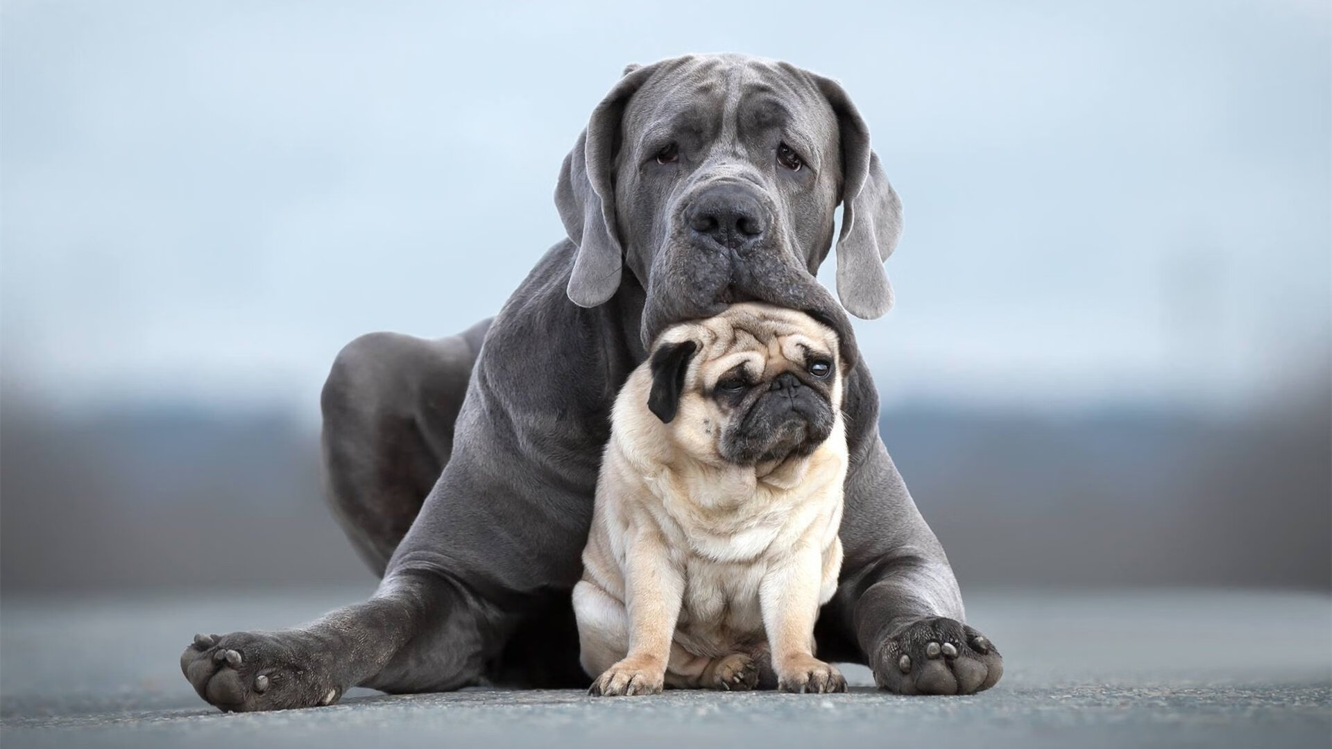 米兰登录入口-法甲蓝血豪门：战术革新引领潮流，蓝血大牌